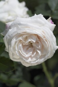 BOULE DE NEIGE (Historic) (Bourbon)